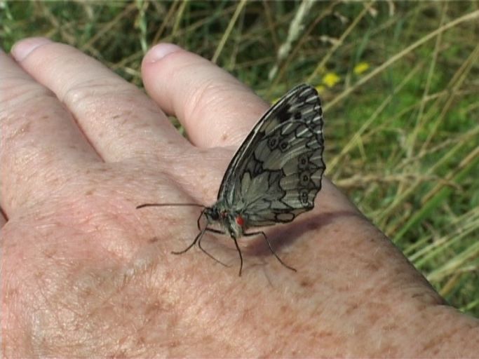 Schachbrettfalter ( Melanargia galathea ), Flügelunterseite : Kaiserstuhl, 12.07.2006